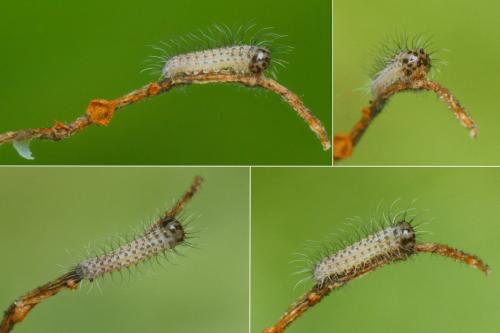 Lasiommata megera